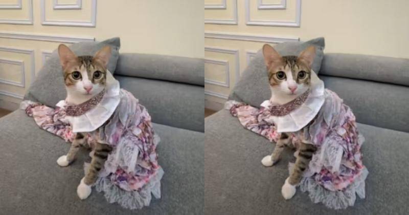 TikTok.com/rickihalim1